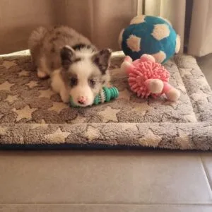 Leo - Border collie (2)