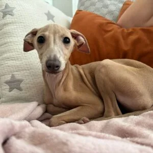 Lola - Piccolo atrigrada (1)