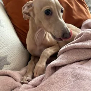 Lola - Piccolo atrigrada (2)
