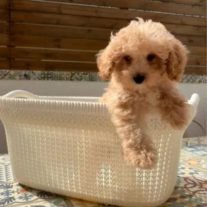 Ron maltipoo