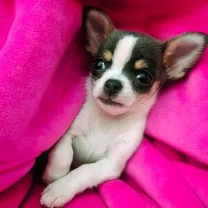 SKYE - CHIHUAHUA