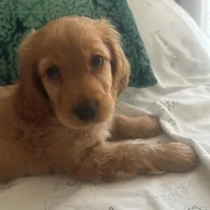 milo - Golden