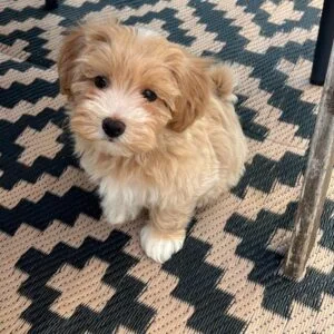 Brus! Maltipoo