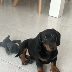 Dobby Teckel