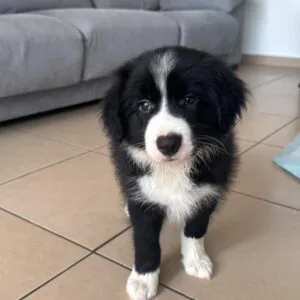 Duque ! Border collie