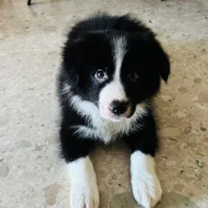 Kai border collie
