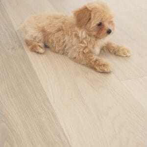 Luna Maltipoo Toy (2)