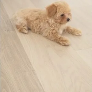 Luna Maltipoo Toy (2)