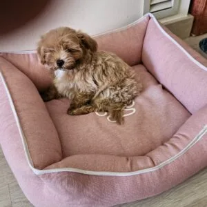 Puça Maltipoo (1)