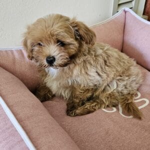 Puça Maltipoo (2)