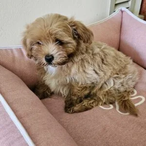 Puça Maltipoo (2)
