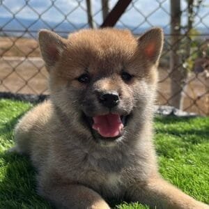 Shiba Inu