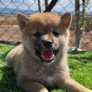 Shiba Inu