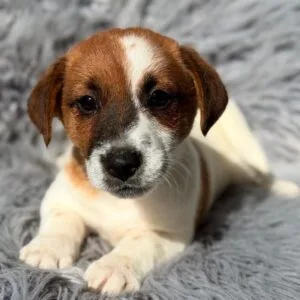 Jack Russell