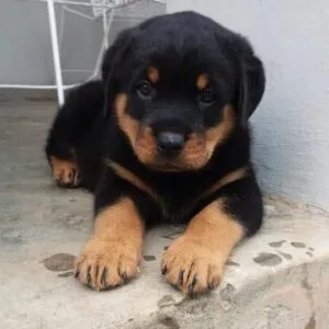Rottweiler