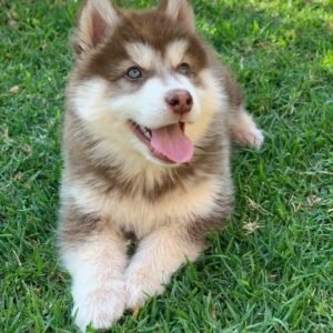 Husky Siberiano