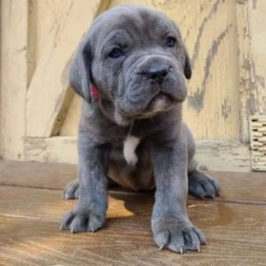 Cane corso