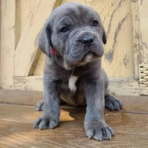 Cane corso