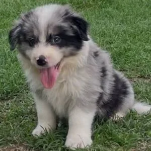 Border Collie